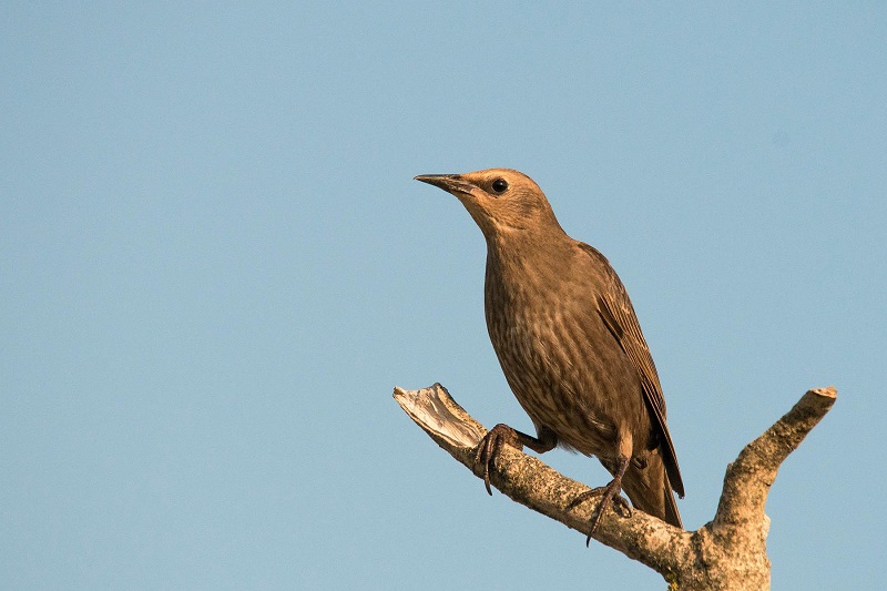 uccello marrone